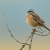 Strnad vinicni - Emberiza cia - Rock Bunting 4739
